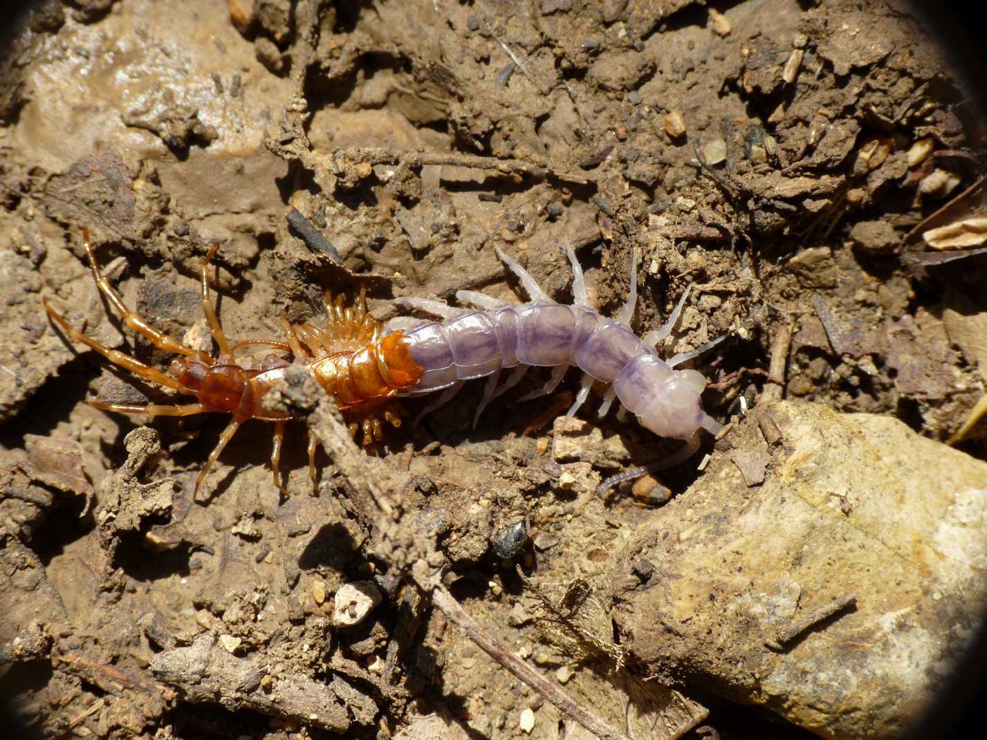 Eupolybothrus sp. in muta
